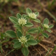 Image result for Glinus lotoides