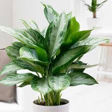 12 Houseplants That Can Survive Darkest Corner Of Your House Homesteading In 2020 Indoor Air Purifying Plants Plants Best Indoor Plants