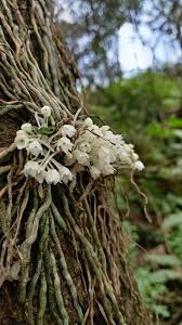 Image result for Rhipidoglossum kamerunense