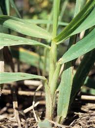 (botanique) plante herbacée, utilisée comme plante fourragère. Iriis Phytoprotection Fiche Technique Brome Inerme Smooth Brome Syn Smooth Brome Grass