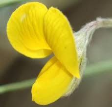 Image result for Argyrolobium rupestre