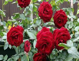 Tanaman krokot atau moss rose memiliki warna bunga yang sangat indah dan cocok dijadikan sebagai tanaman hias di rumah. Cara Menanam Bunga Mawar Dengan Stek Batang Di Pot