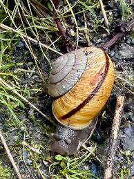 Image result for Polymixis polymita