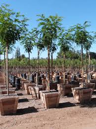 Get to know ebben nurseries. Robinia X Ambigua Purple Robe T Y Nursery