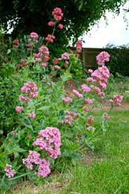 Image result for Valeriana capensis