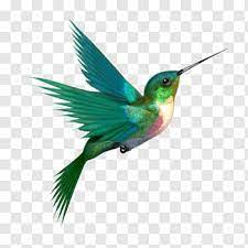 Hummingbird Bird Png Hummingbird Drawing Hummingbird Illustration Bird Illustration