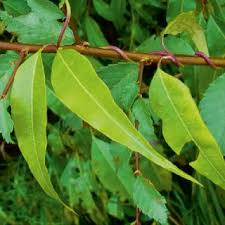 Mpaga (adenia globosa) the plant is native to tropical africa and is found in kenya, as well as tanzania, ethiopia, and somalia.the mpaga plant belongs to the passionflower family. Pdf Diversity And Distribution Of Climbing Plants In Eurasia And North Africa