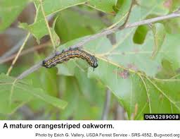 Black And White Striped Caterpillar With Orange Dots Orangestriped Oakworm Nc State Extension Publications