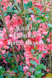 We did not find results for: 14 Plants For Spring Blooms An Oregon Cottage