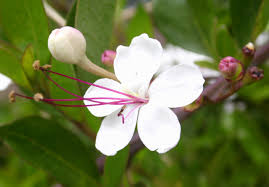 Image result for Volkameria