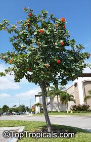 Image result for Cordia