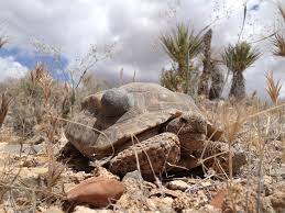 Desert Tortoise Facts Habitat Diet Life Cycle Baby Pictures