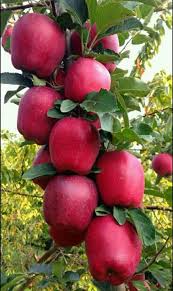 Pin By Ahmet C On Tarim In 2020 Fruit Plants Fruit Garden Fruit Photography