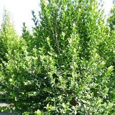 Image result for Eugenia capensis