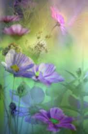 Brandy772008 S Image Beautiful Flowers Flowers Photography Happy Paintings