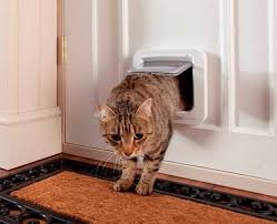 cat can use a pet door without an instruction cat door cats cat facts