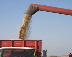 Why Grain Test Weights Matter Cropwatch University Of