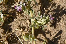 Image result for Cullen tomentosum