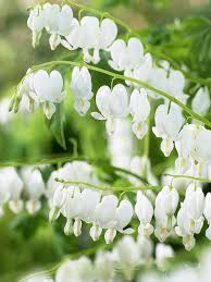 Image result for Dicentra spectabilis alba