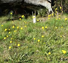 Billy buttons flower seeds craspedia globosa 40 seeds 10 43. Swamp Billy Buttons Victorian Native Seed
