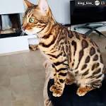 Are Bengal Cats Hypoallergenic? - BlindBengal