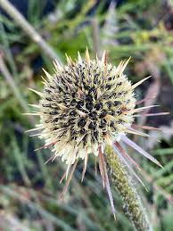 Image result for Courtoisina cyperoides