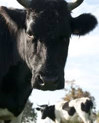 Vache Bretonne Pie Noir