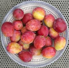 Plums What To Expect Good Fruit Guide