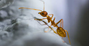 How to get rid of ants in bedroom: How To Get Rid Of Ants In Bedroom
