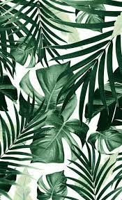 Plantas Para Imprimir Fondo De Pantalla Tropical Fondos De Pantalla Verde Fondo De Pantalla De Hojas