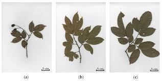 Image result for Dialium