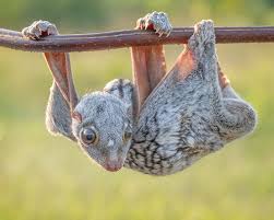 These critically endangered reptiles can grow up to 15 feet long and weigh nearly 2,000 pounds. Sunda Colugo Did You Know A Momma S View