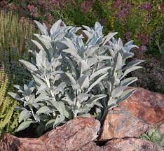 We did not find results for: Sage White Salvia Apiana Seeds Organic Strictly Medicinal Seeds