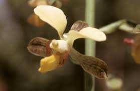 Image result for Eulophia streptopetala