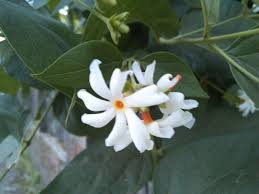 Parijakt Harshringar Flower Tropical Garden Flowers Plants