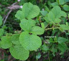 Image result for Rubus ellipticus