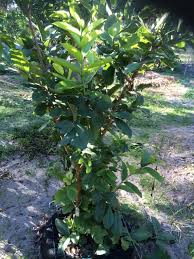 Résultat de recherche d'images pour "ruby supreme red guava"