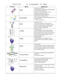 Vocabulary Dna Protein Synthesis And Mutations With
