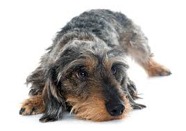 Dachshund puppies scotland for sale. The Wire Haired Dachshund Complete Guide Animal Corner