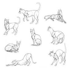 24 Trendy Ideas For How To Draw A Cat Poses Cat Drawing Tutorial Cat Anatomy Animal Sketches