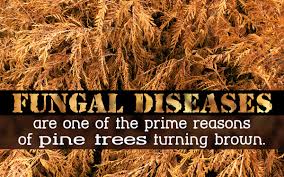 Maybe you would like to learn more about one of these? What Causes Pine Trees To Turn Brown Gardenerdy