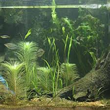 Image result for Eriocaulon setaceum