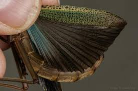 Image result for Pycnostachys orthodonta