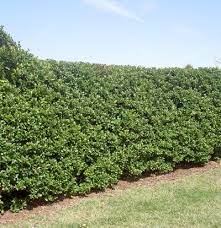 Waxleaf Privet Hedge Hedging Plants Garden Shrubs Drought Resistant Landscaping