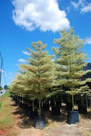 Image result for Terminalia mantaly