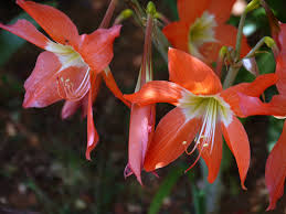 Image result for Hippeastrum puniceum