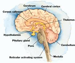 Reticular Activating System The Ego Universe Is Just A Thought