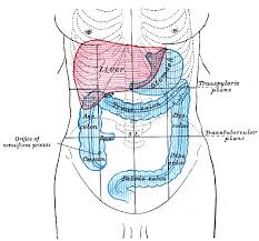 The stomach, part of the gastrointestinal tract, is a digestive organ which extends between the levels of t7 and l3 diaphragm, greater omentum, anterior abdominal wall, left lobe of liver, gall bladder. Figure Front Of Abdomen Showing Surface Statpearls Ncbi Bookshelf