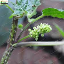 Image result for Girardinia diversifolia