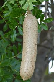 Image result for Kigelia africana